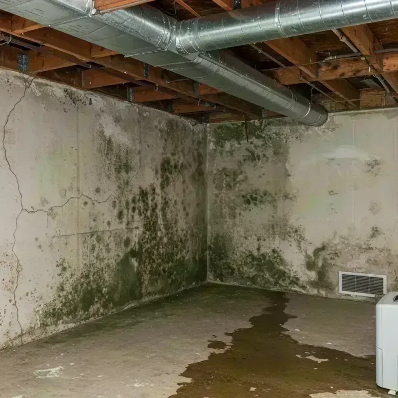 Professional Mold Removal in Orland Park, IL